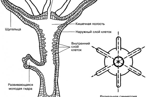 Кракен ссылка 25