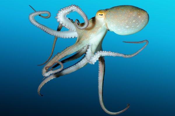 Кракен сайт вход kraken torion