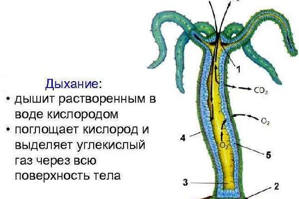 Кракен найти сайт