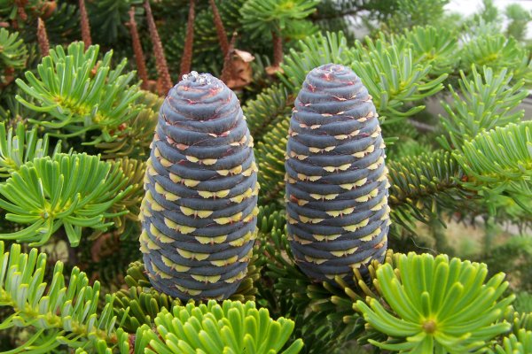 Какая сейчас ссылка на кракен