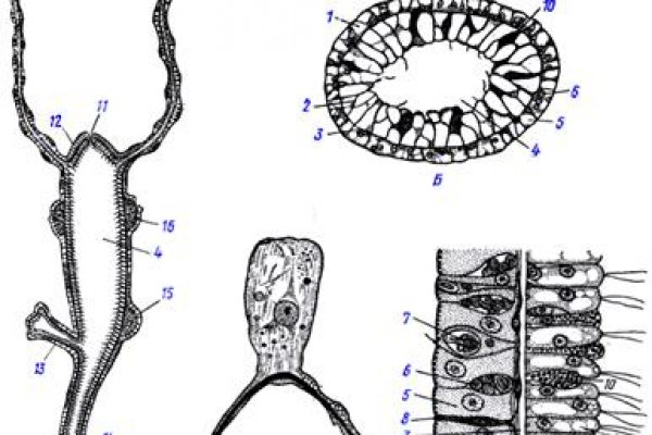 Kraken зеркало krakens13 at